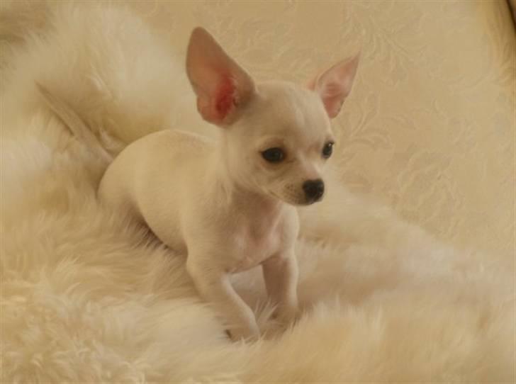 Chihuahua Dee kay amazing Cayea billede 1