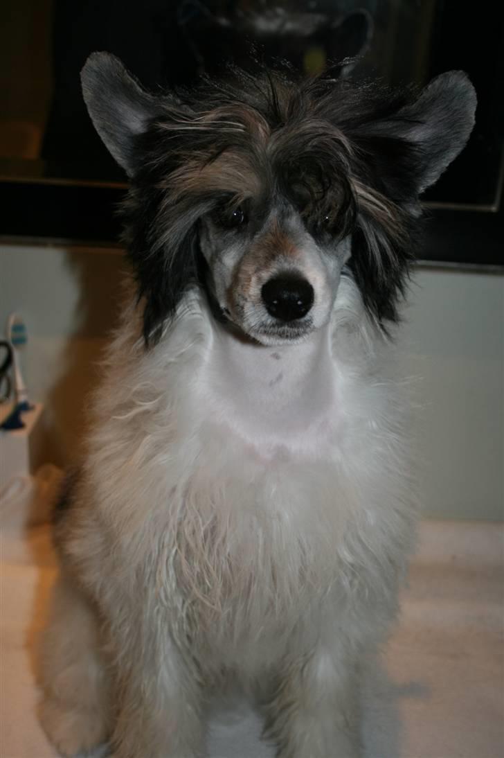 Chinese crested powder puff  Chang Mao: Báisé  - Nyvasket :o) billede 10