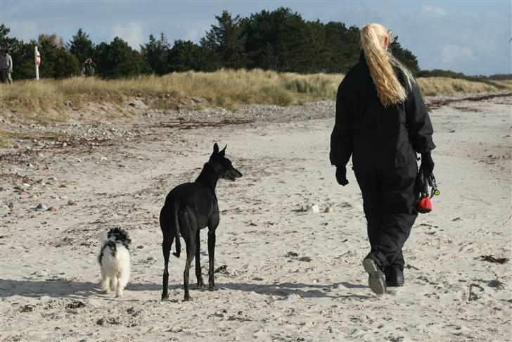Chinese crested powder puff  Chang Mao: Báisé  - Luftetur ved stranden med ´storesøster´ Emma og mor billede 11