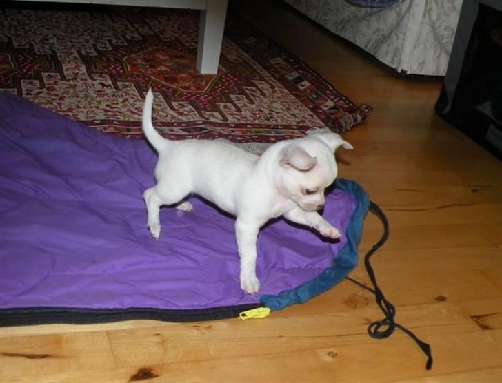 Chihuahua Dee kay amazing Cayea billede 2