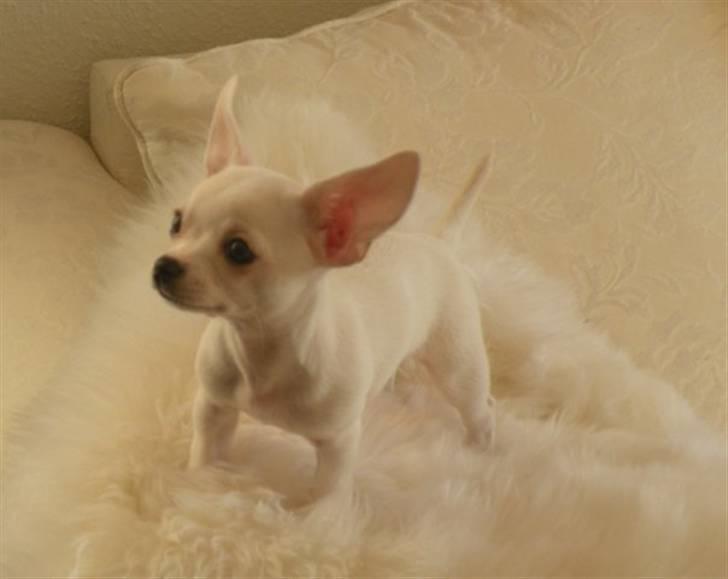 Chihuahua Dee kay amazing Cayea billede 4