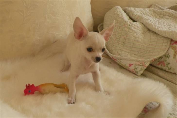 Chihuahua Dee kay amazing Cayea billede 5
