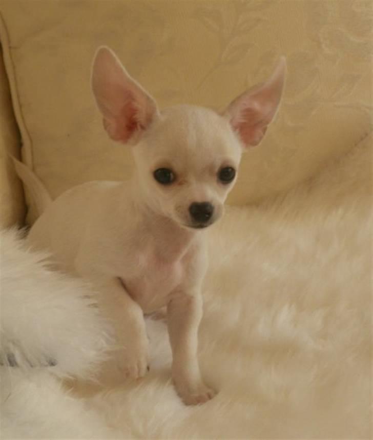 Chihuahua Dee kay amazing Cayea billede 6