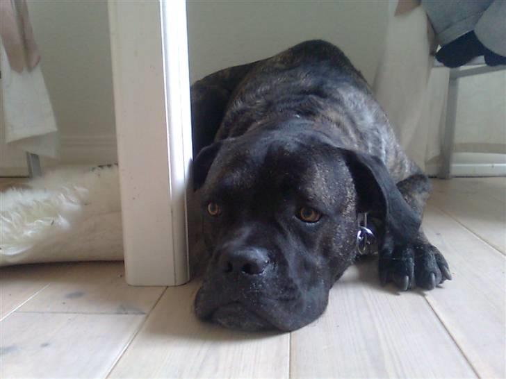 Cane corso Beebob *HIMMELHUND* billede 13