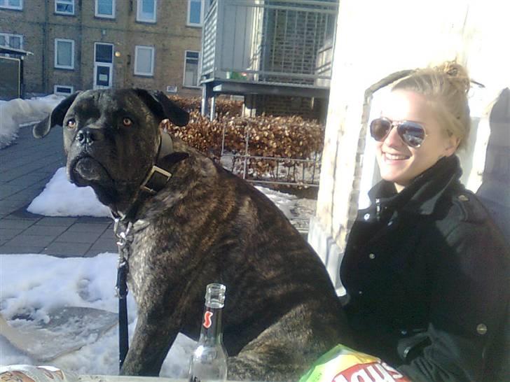 Cane corso Beebob *HIMMELHUND* - Sidder sammen med mor på bænken i gården og nyder vintersolen 2010 billede 14