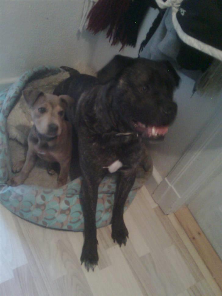 Cane corso Beebob *HIMMELHUND* - Jeg kan sagtens dele min kurv med lille baby Malou billede 15