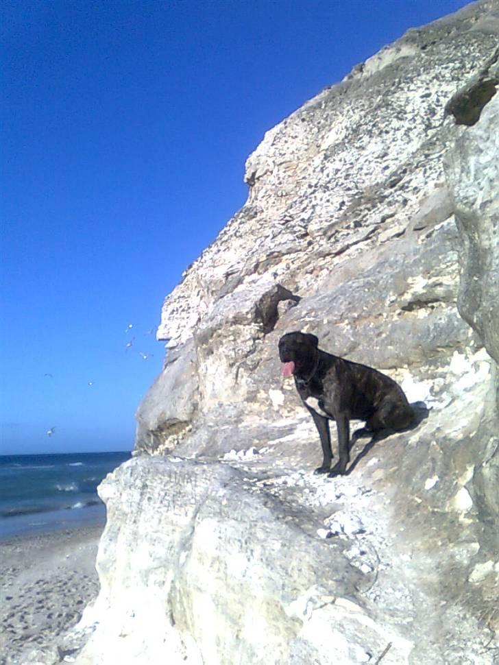 Cane corso Beebob *HIMMELHUND* - Har fundet et godt spot på klippen i Bulbjerg billede 16