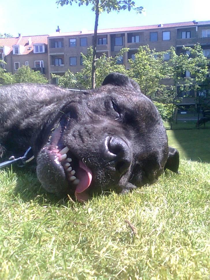 Cane corso Beebob *HIMMELHUND* - Er gået fuldstændig kold i gården sommer 2010 billede 17