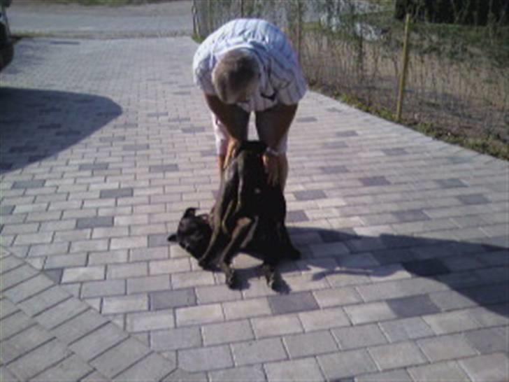 Cane corso Beebob *HIMMELHUND* - Morfar skal lige klø mit lidt på numsen... billede 18