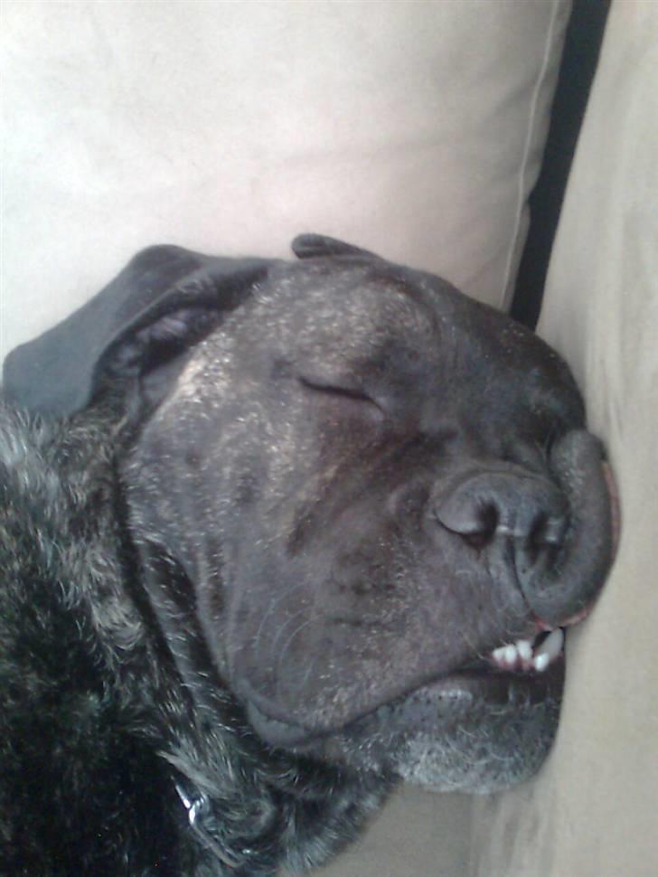 Cane corso Beebob *HIMMELHUND* - Nyder en lille lur i sofaen billede 19