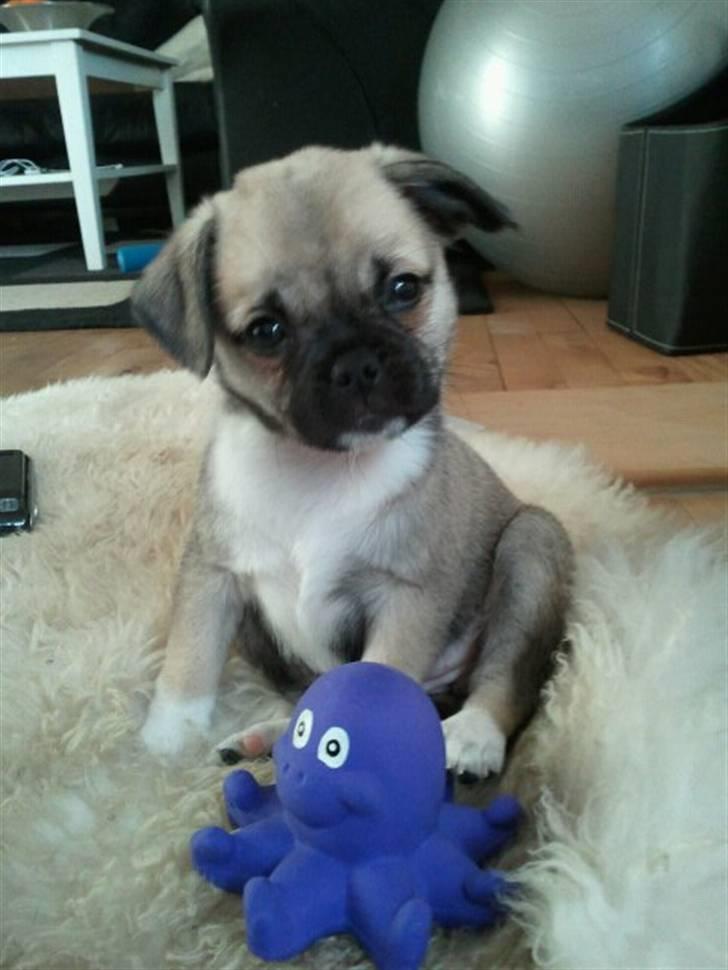 Blanding af racer Nala billede 1