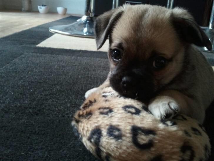 Blanding af racer Nala billede 2