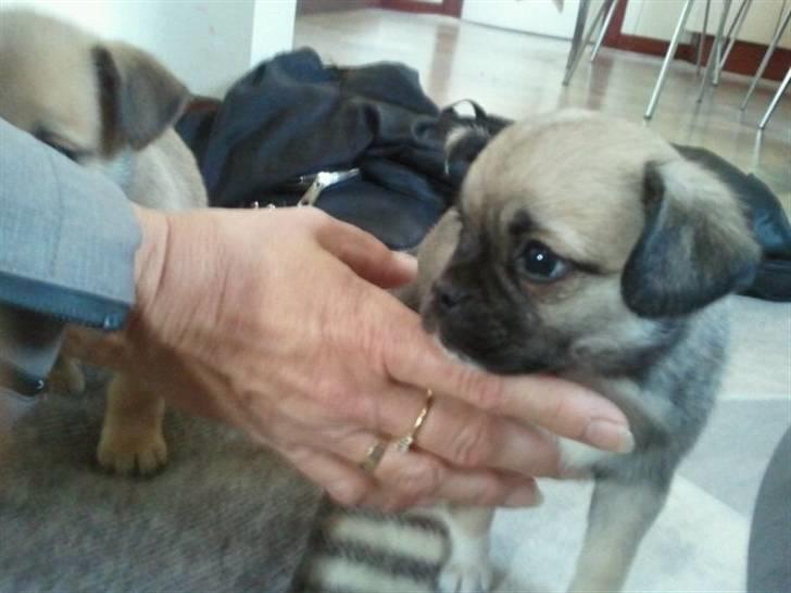 Blanding af racer Nala billede 3