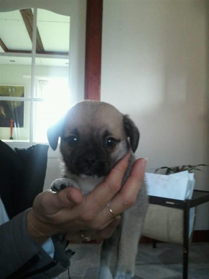 Blanding af racer Nala billede 4