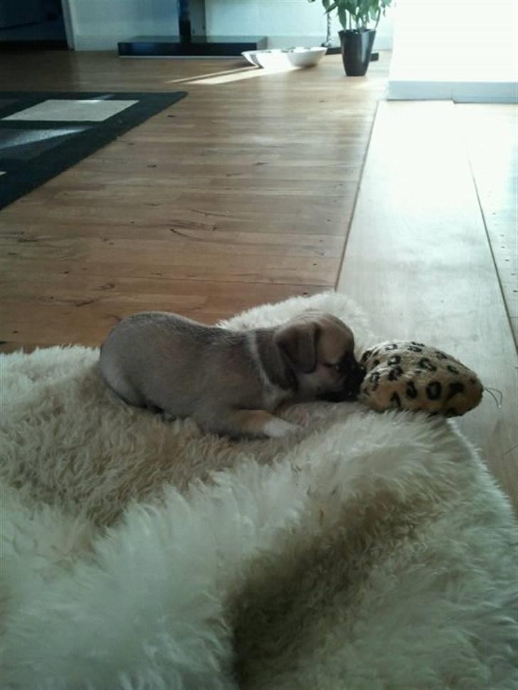 Blanding af racer Nala billede 5