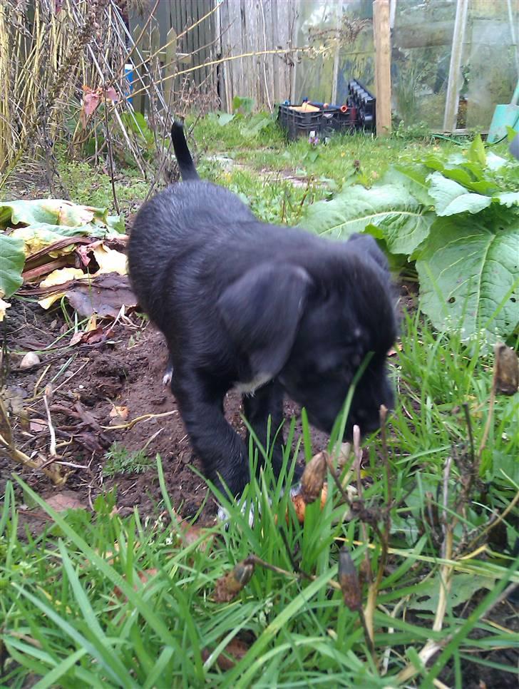 Blanding af racer Tøsen billede 1