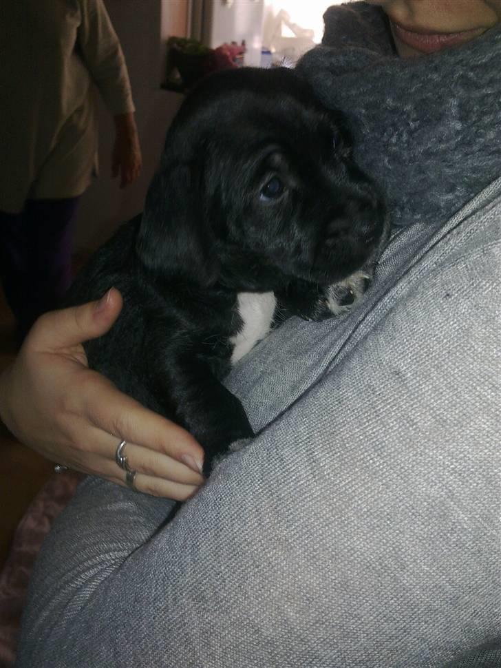 Blanding af racer Tøsen billede 2