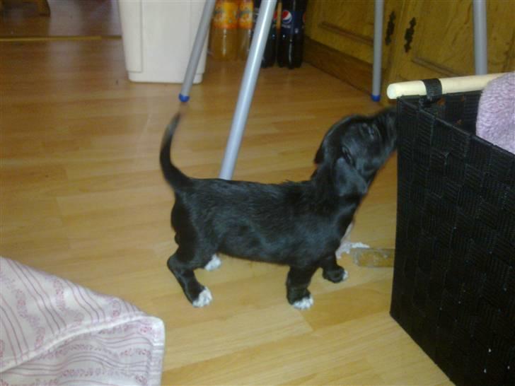 Blanding af racer Tøsen billede 3