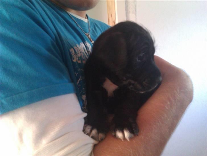 Blanding af racer Tøsen billede 4