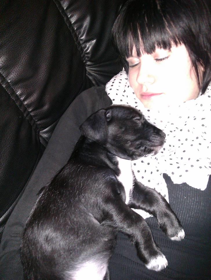 Blanding af racer Tøsen billede 5