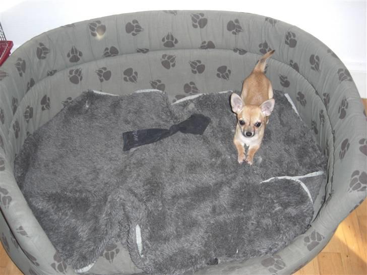 Chihuahua Himmelhund - Peanut  - Leger i Lupa´s kurv :) billede 7