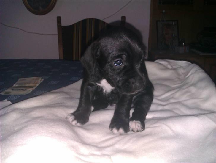 Blanding af racer Tøsen billede 6