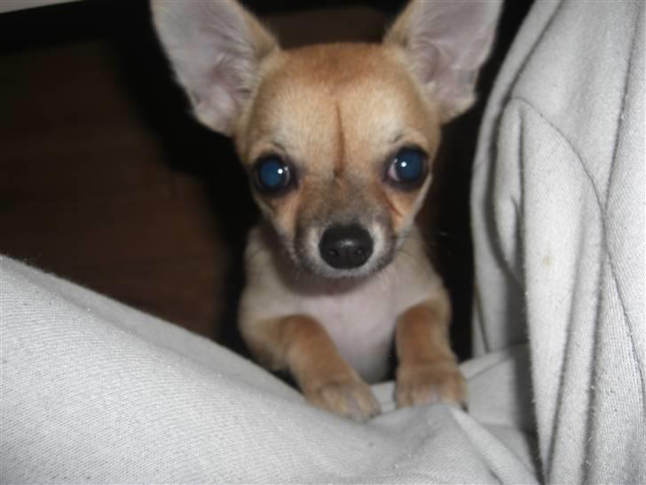 Chihuahua Himmelhund - Peanut  billede 8