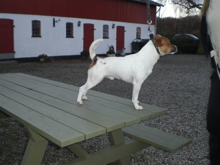Jack russell terrier Karlsbjerggårdens Spaky - Avlsgodkendt november 2010 billede 6