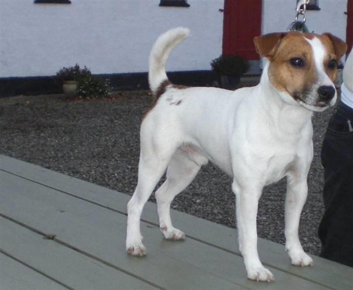 Jack russell terrier Karlsbjerggårdens Spaky - November 2010 billede 7
