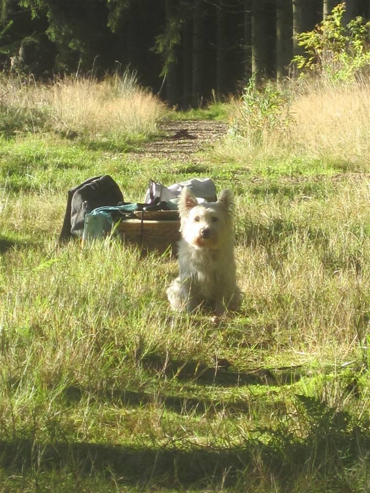 West highland white terrier Rosa - 1) I hundeparken:D billede 1