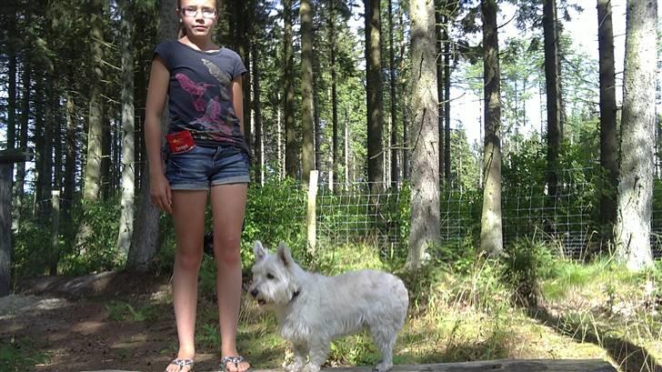 West highland white terrier Rosa - 2) På legpladsen billede 2