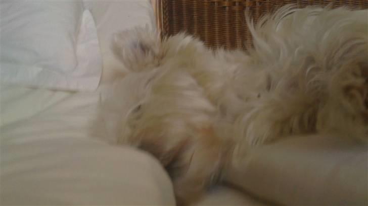 West highland white terrier Rosa - 3) Tager lige en slappe ri mormor s seng:D billede 3