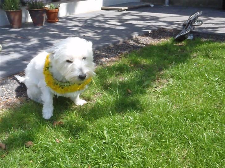 West highland white terrier Rosa - 4) en varm sommerdag billede 4