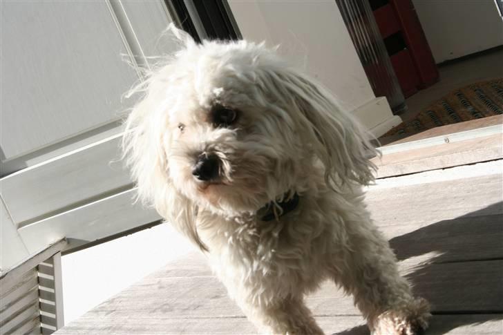 Bichon havanais Frida Fra Kennel Valborg  billede 12