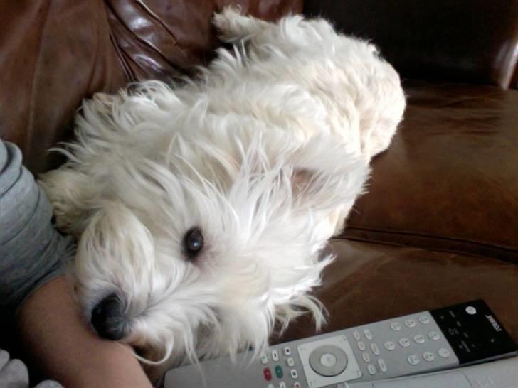 West highland white terrier Rosa - 5) Nus mig:P billede 5