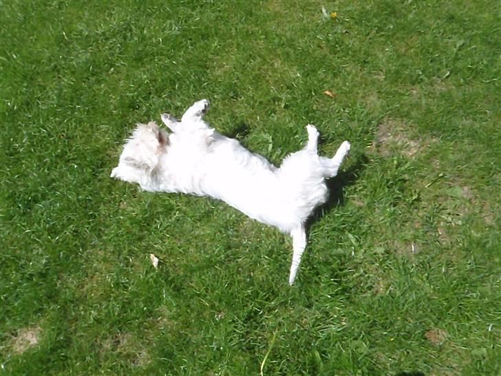 West highland white terrier Rosa - 6) aaaarh billede 6