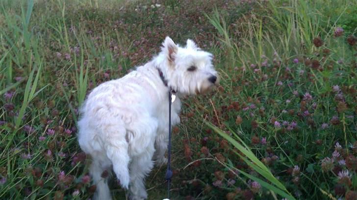 West highland white terrier Rosa - 7) et eller andet sted henne:D billede 7