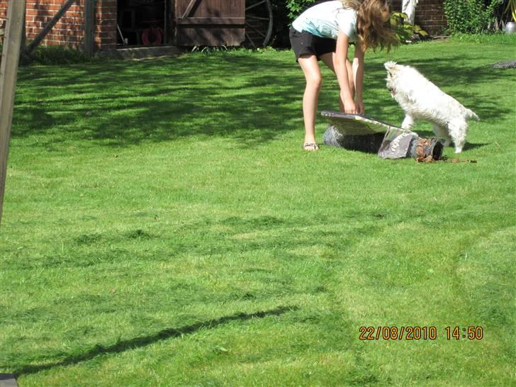 West highland white terrier Rosa - 8) øver lidt:P billede 8
