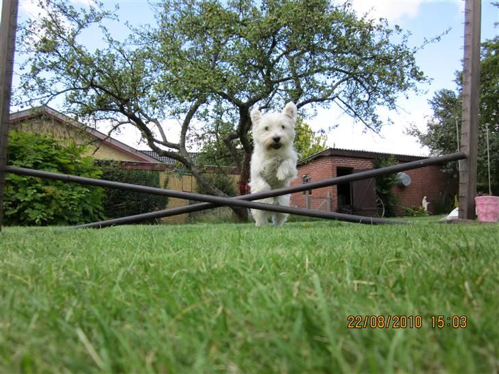 West highland white terrier Rosa - 9) hopsa:D billede 9