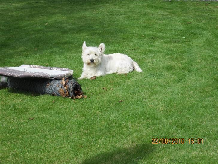 West highland white terrier Rosa - 11) tager lige en slapper billede 11