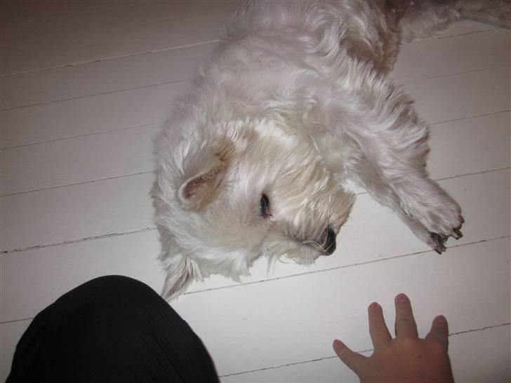 West highland white terrier Rosa - 12) spiller død. billede 12