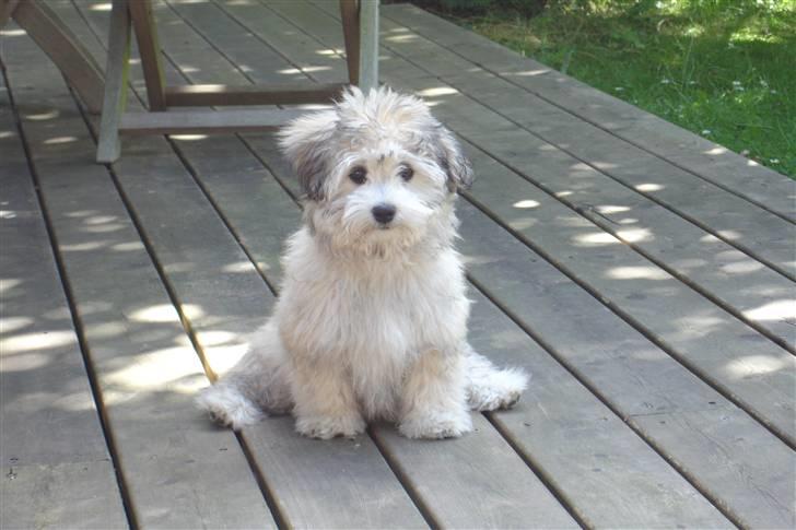 Bichon havanais Frida Fra Kennel Valborg  billede 13