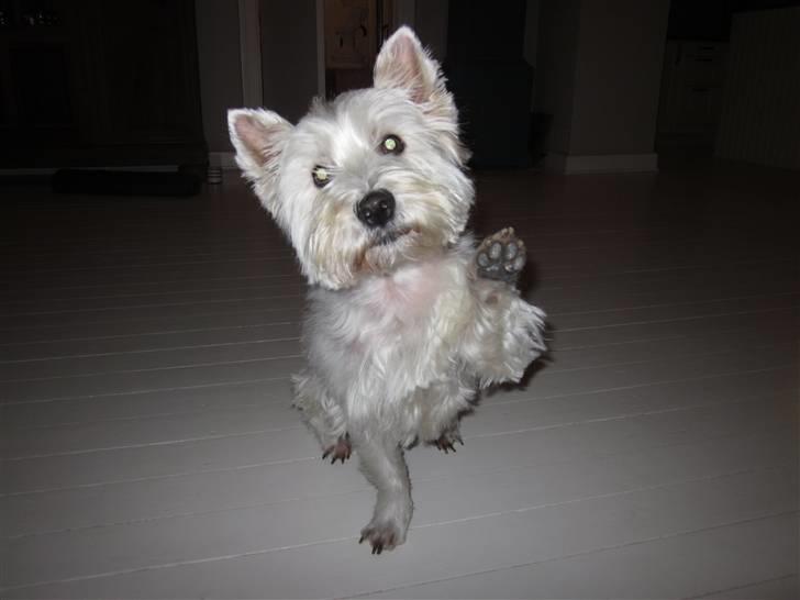 West highland white terrier Rosa - 13) rosa vinker billede 13