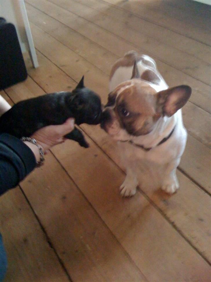 Fransk bulldog Aabech Enya Exellence  R.I.P - Enya med sin dejlige mor Fiona billede 3