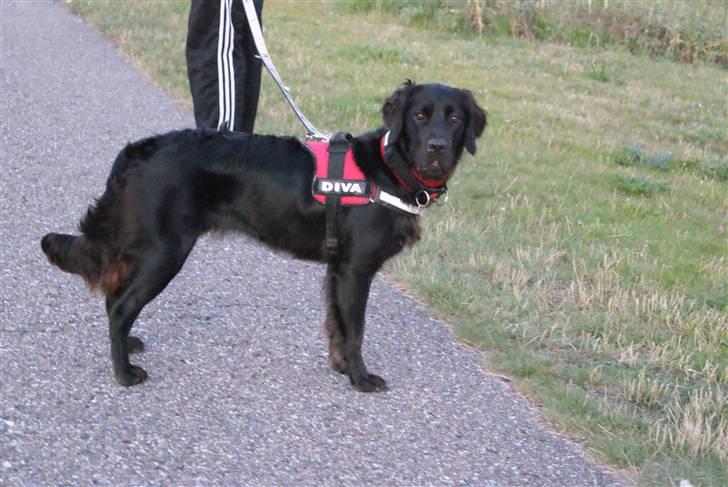 Blanding af racer Molly (lab/kleinermünster billede 17