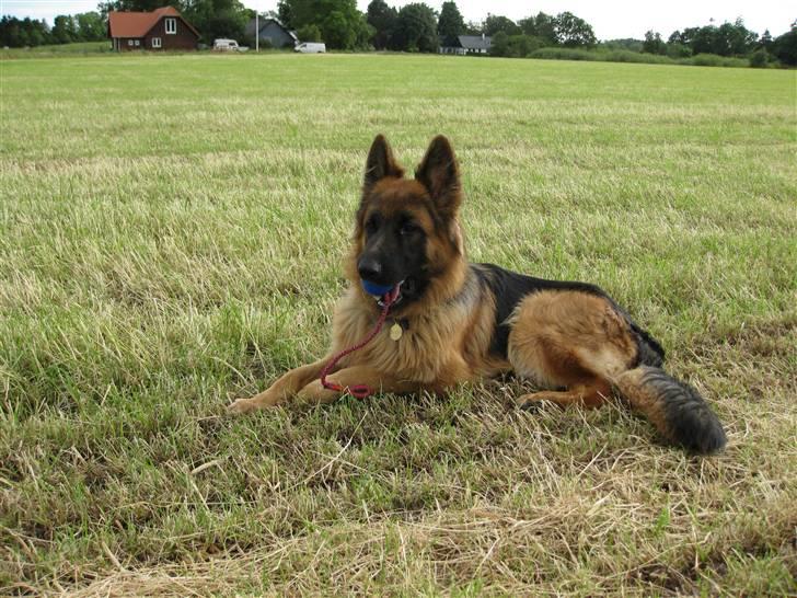 Schæferhund Horsnæs Bugger (Benny) billede 1