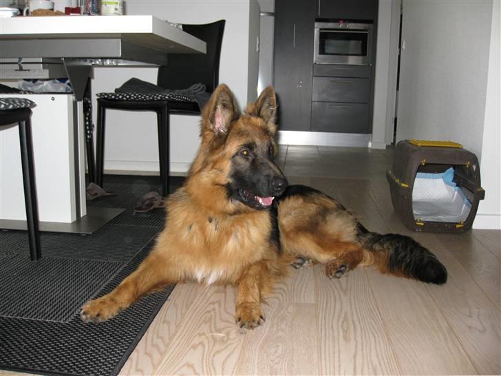 Schæferhund Horsnæs Bugger (Benny) - Lige hjemkommet 10 mdr. gammel billede 2