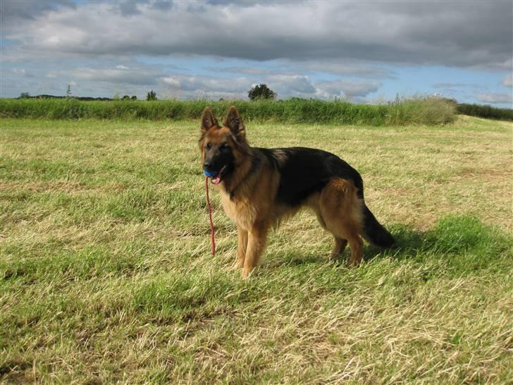 Schæferhund Horsnæs Bugger (Benny) billede 3