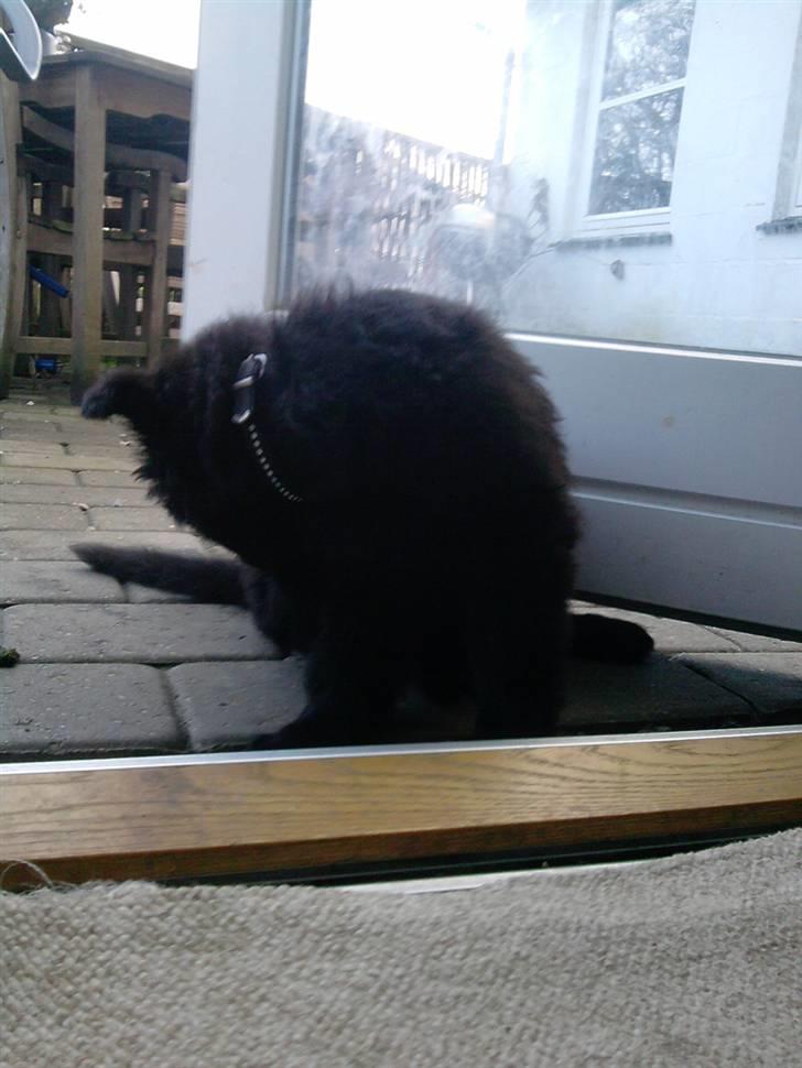 Schæferhund Kato billede 7