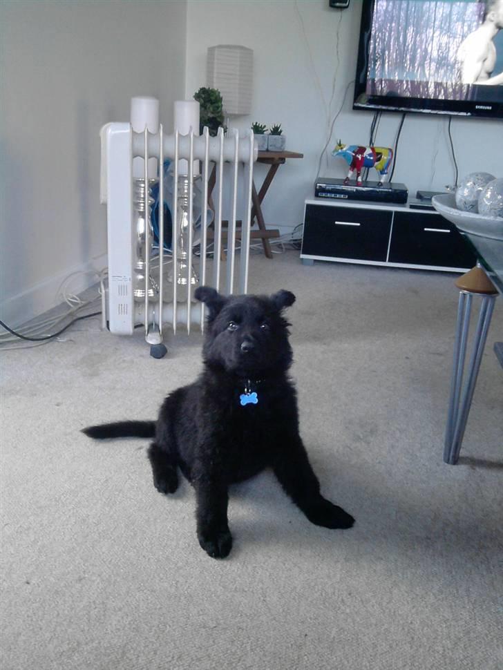 Schæferhund Kato billede 8